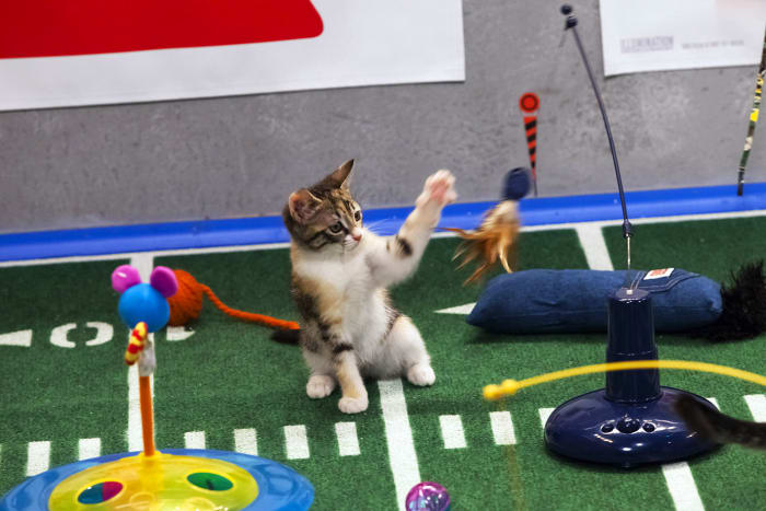 Puppy-Bowl-IX-halftime-kitten.jpg